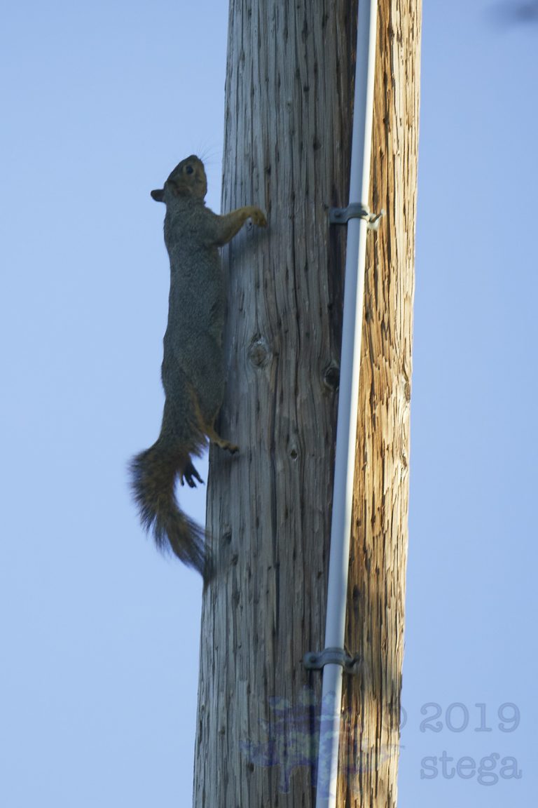 Airborn Climbing Fox Squirrel