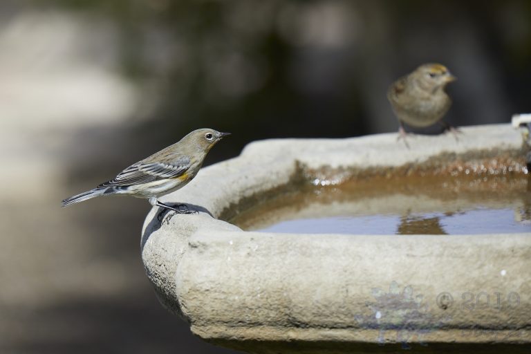 Yellow-rumped Warbler