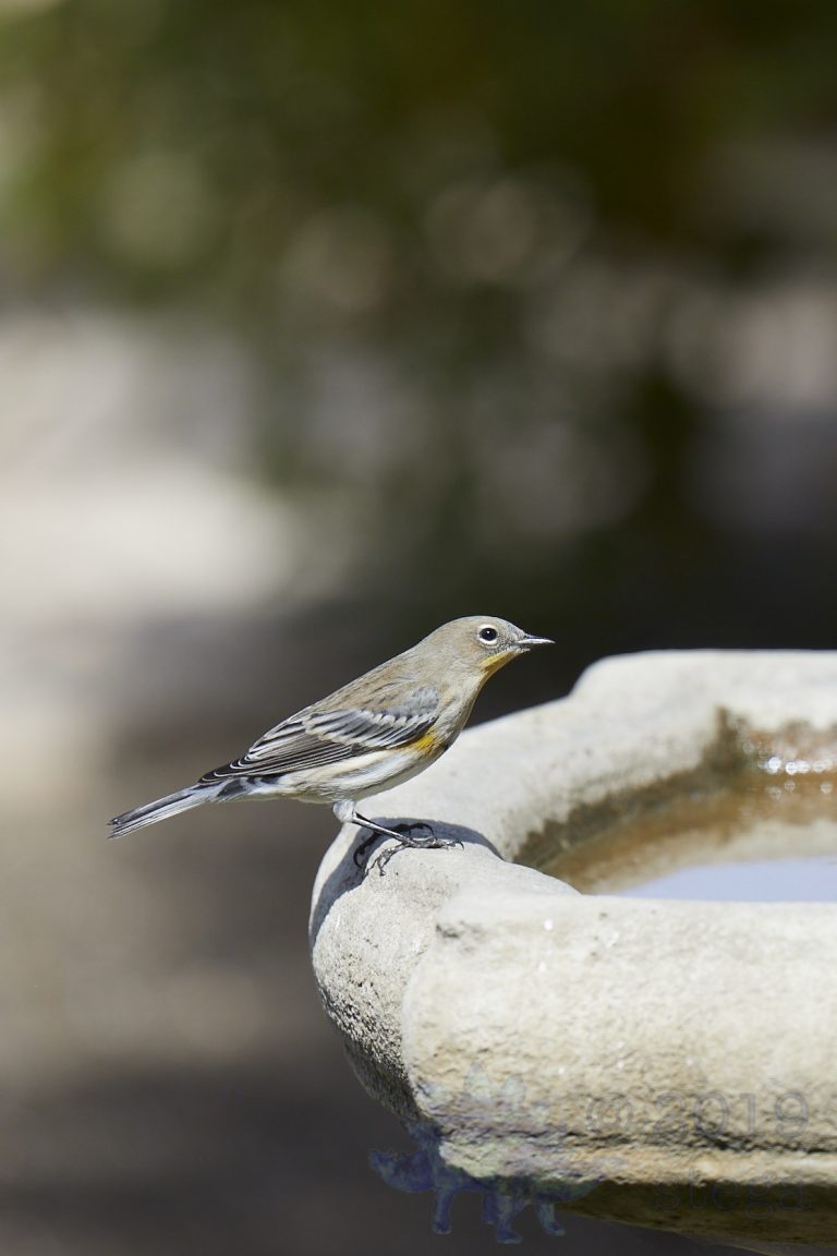 Yellow-rumped Warbler