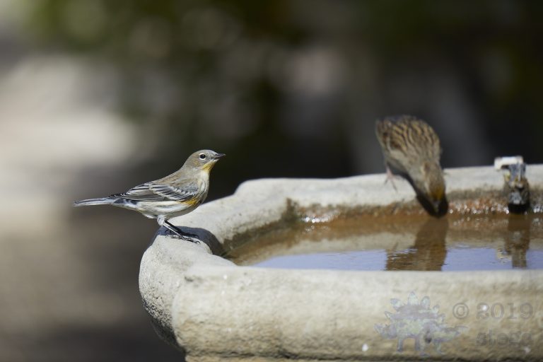 Yellow-rumped Warbler