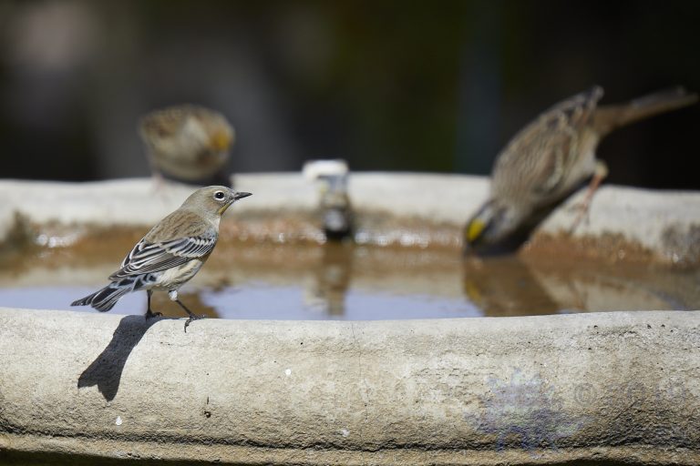 Yellow-Rumped Warbler