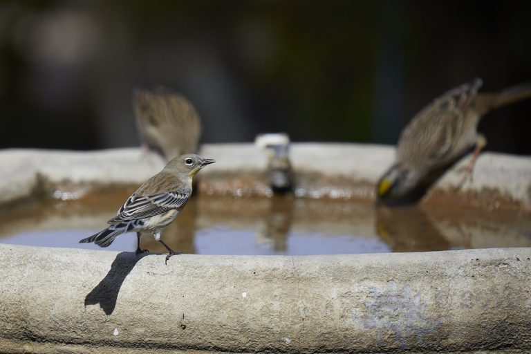 Yellow-rumped Warbler