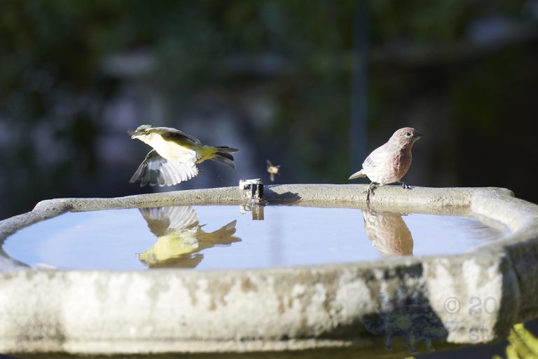 Finches