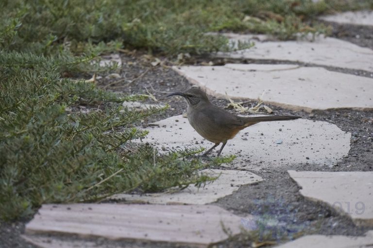 California Thrasher