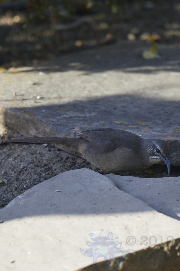 California Thrasher