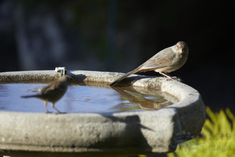 California Towhee