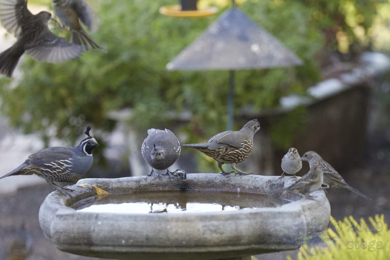 California Quail and White-Crowned Sparrows