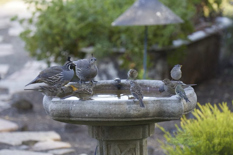 Quail and Sparrows and Finches Oh My!