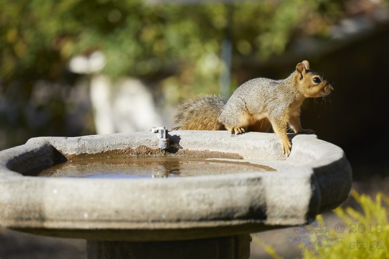Fox Squirrel