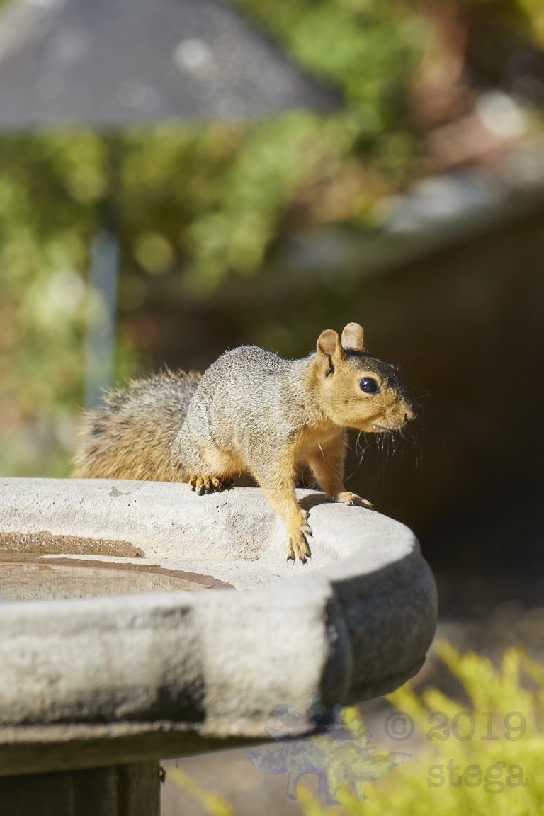 Fox Squirrel