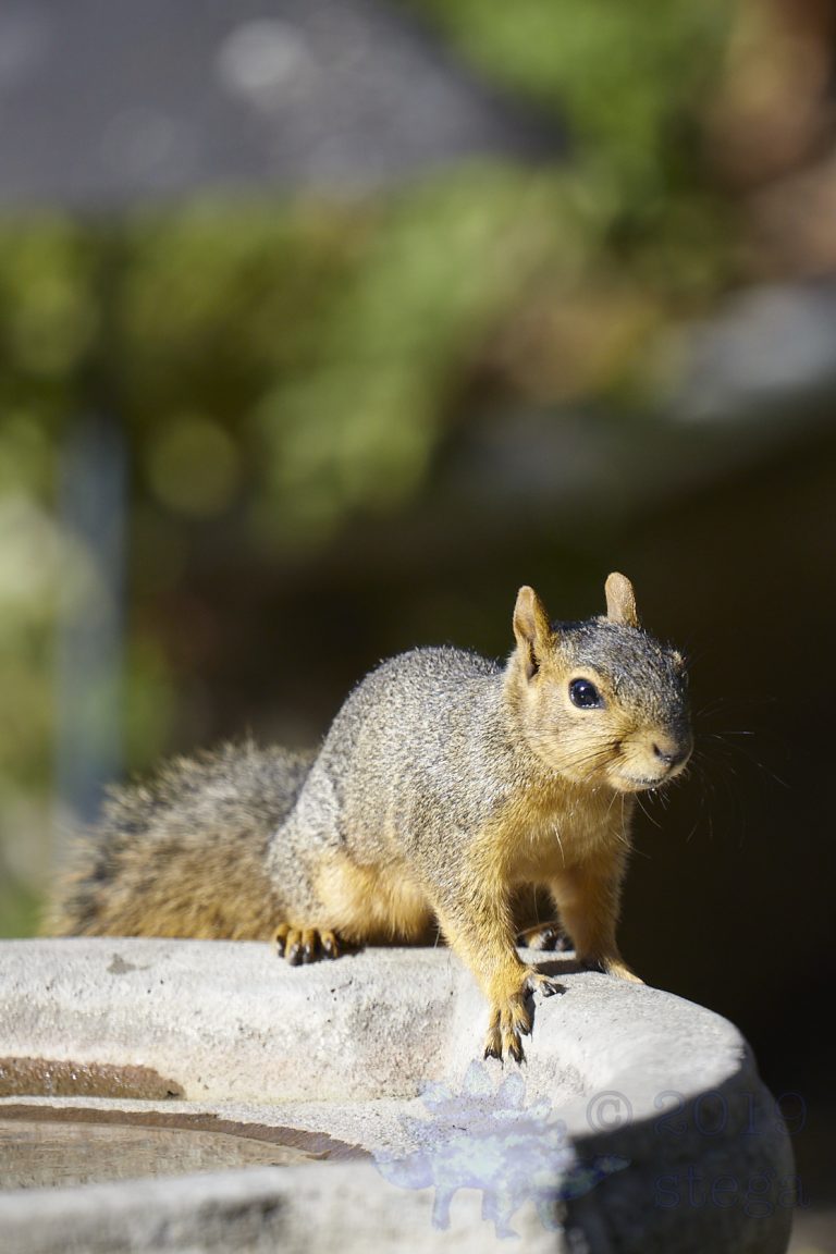 Fox Squirrel