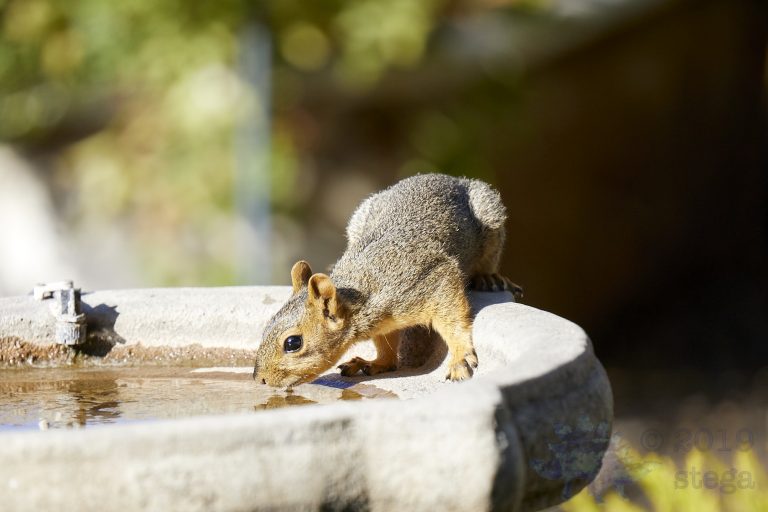 Fox Squirrel