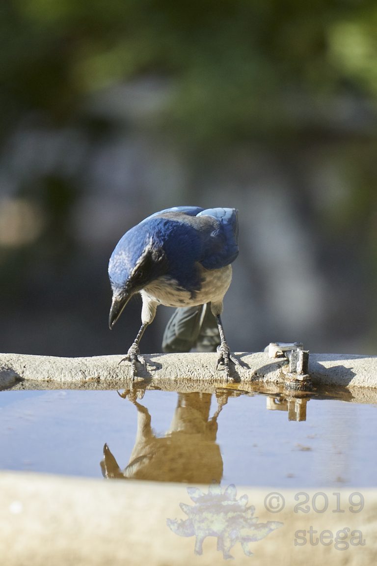 California Scrub Jay