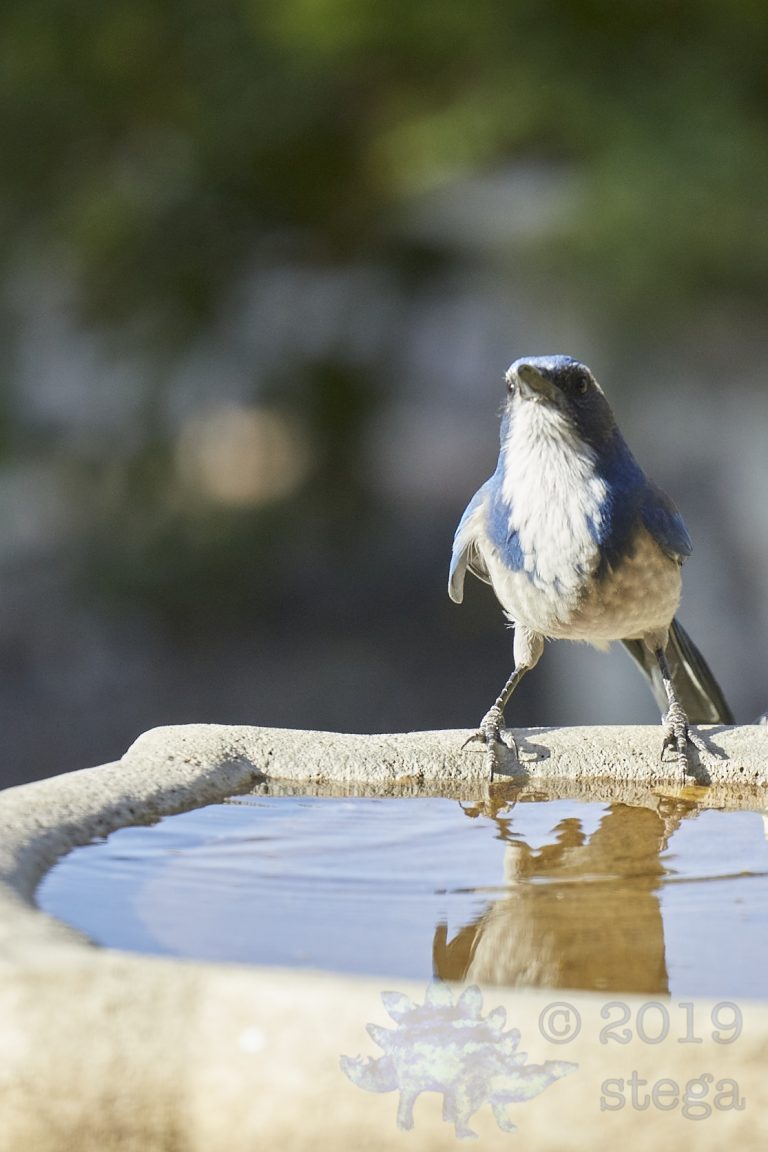 California Scrub Jay