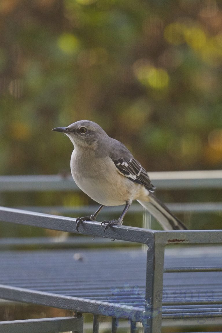 Northern Mockingbird