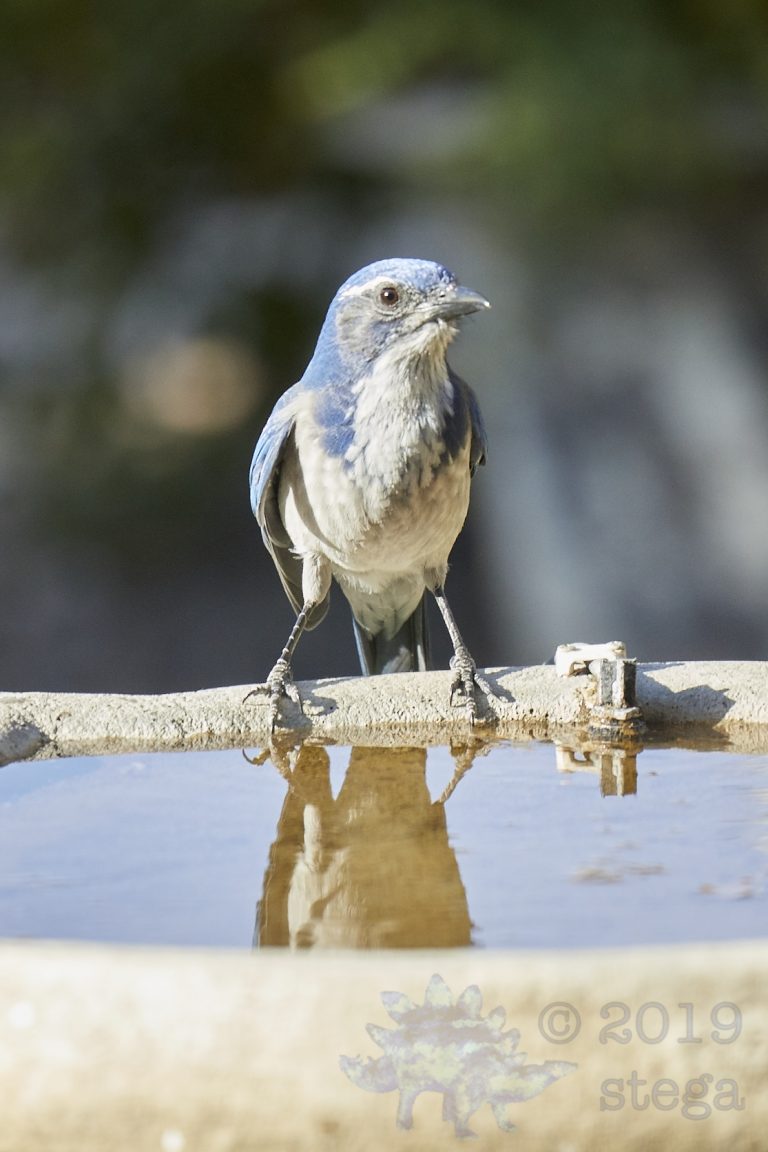California Scrub Jay