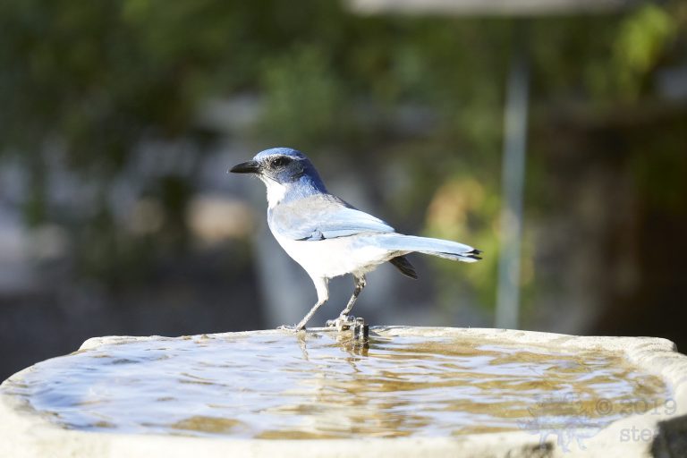 California Scrub Jay