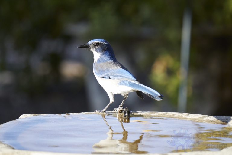 California Scrub Jay Week