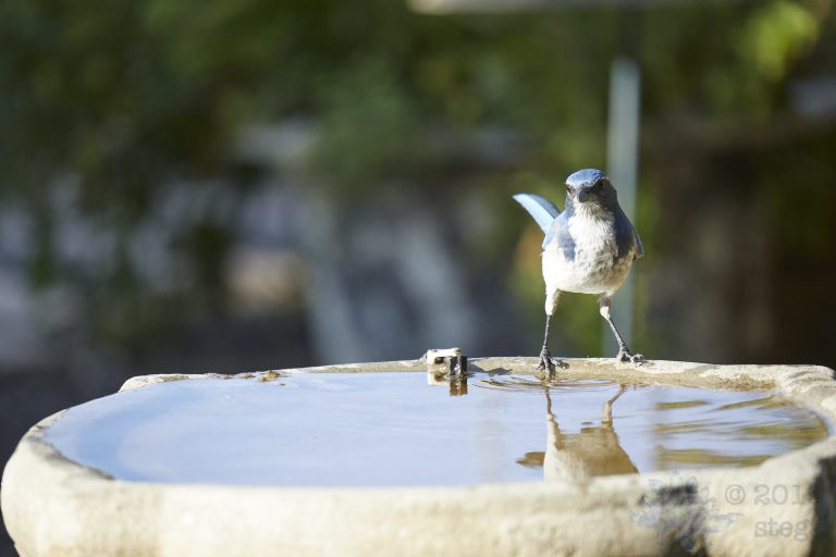 California Scrub Jay (5 Images)