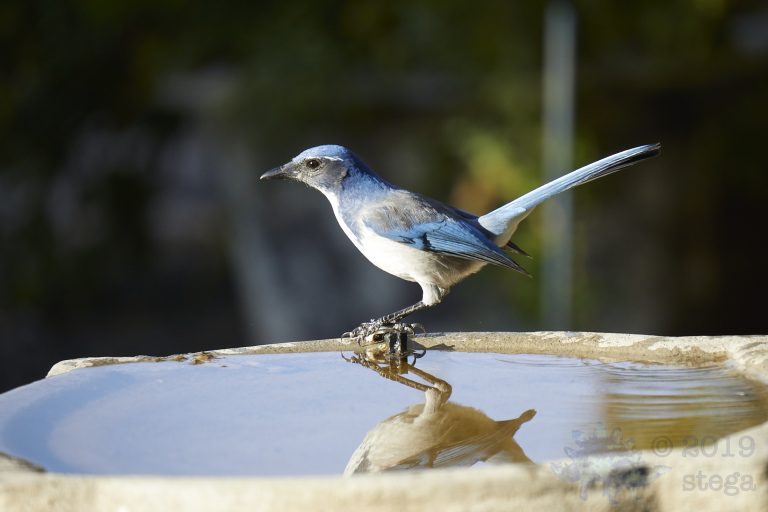California Scrub Jay