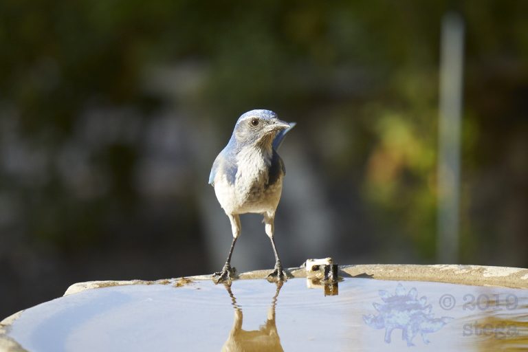 California Scrub Jay Week