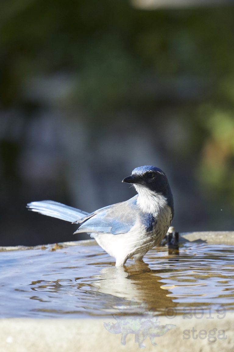 California Scrub Jay