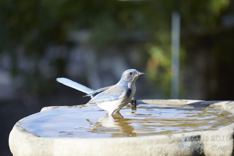 California Scrub Jay Week