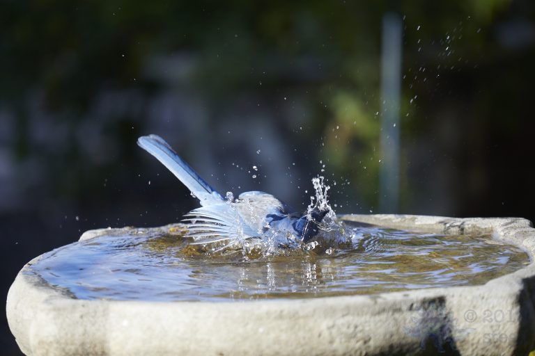 California Scrub Jay Week