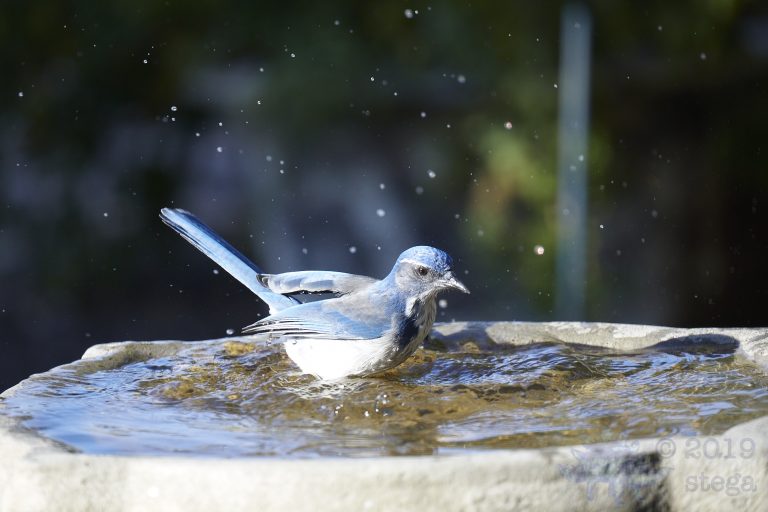 California Scrub Jay Week