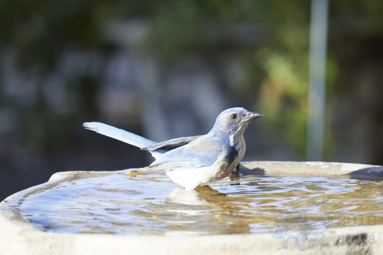Old School Week: California Scrub Jay