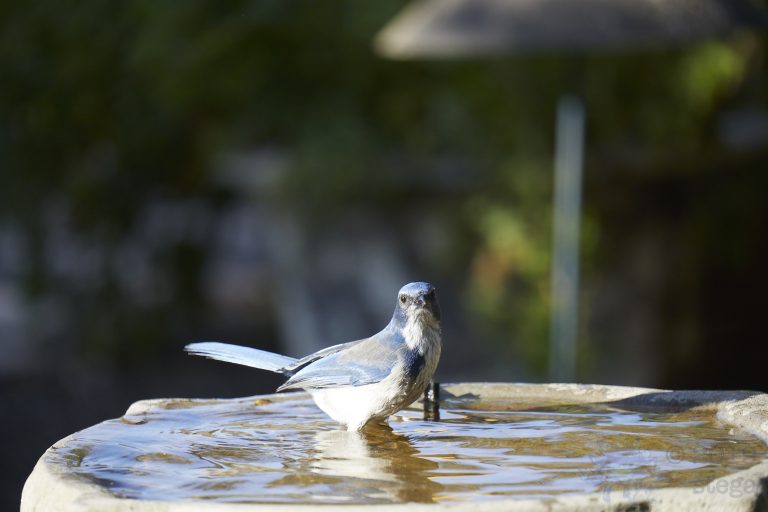 California Scrub Jay