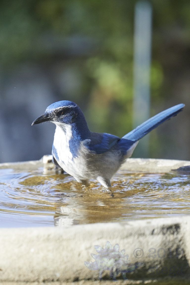 Old School Week: California Scrub Jay