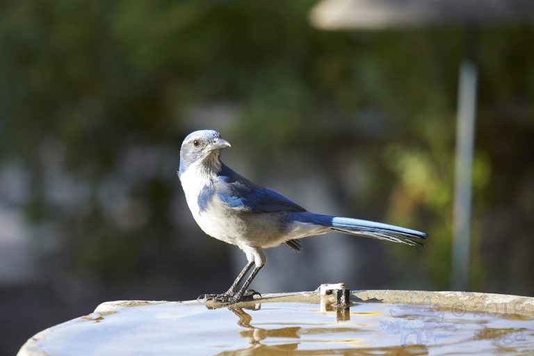 California Scrub Jay