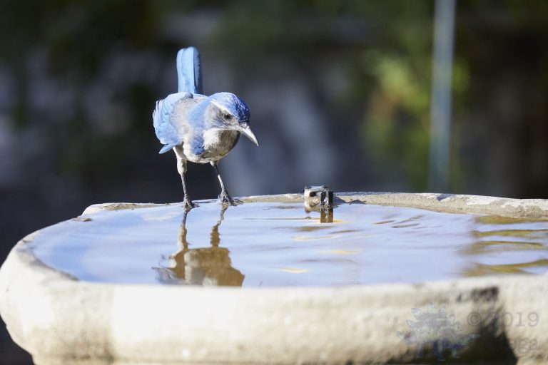 California Scrub Jay