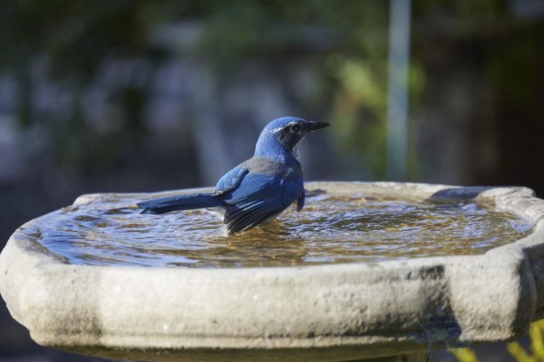 California Scrub Jay Week