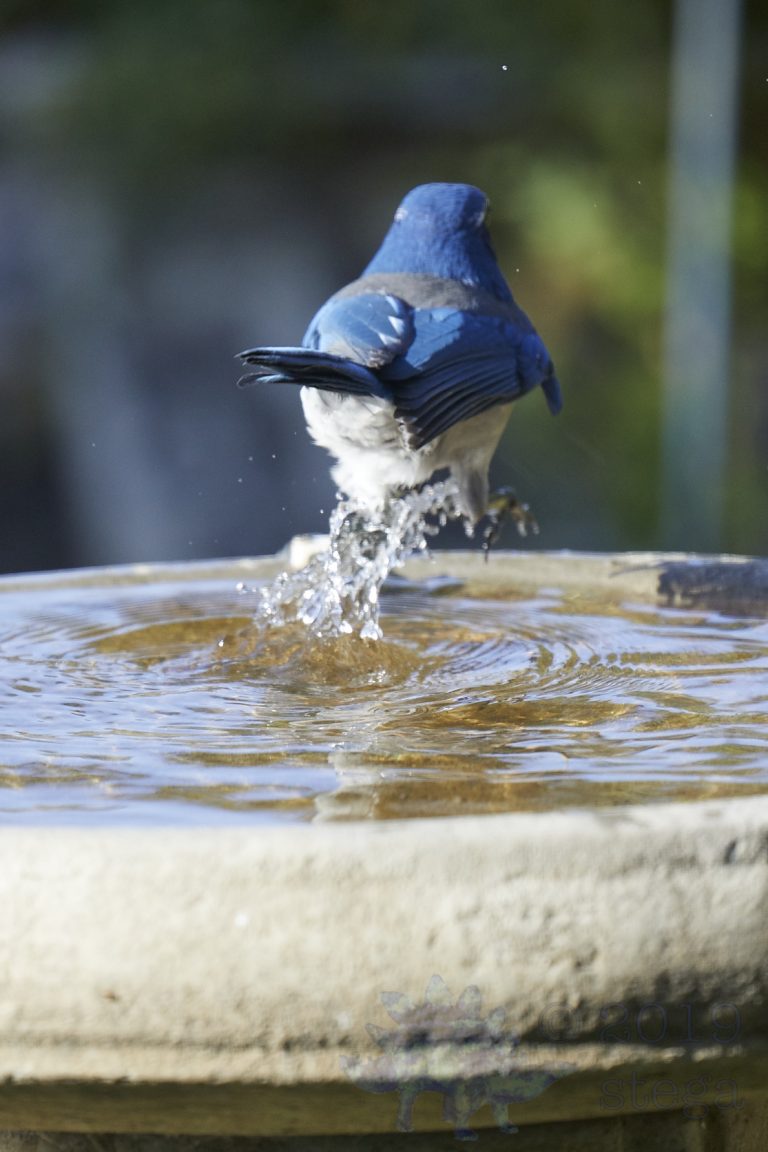 Old School Week: California Scrub Jay