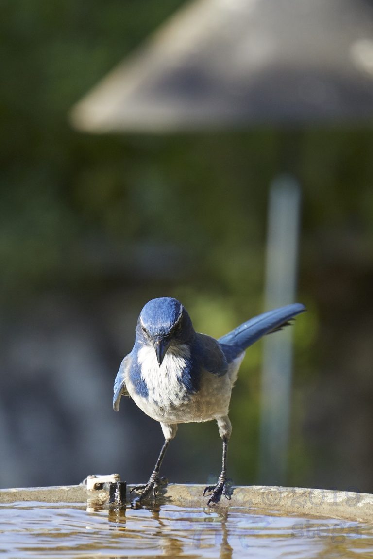 California Scrub Jay