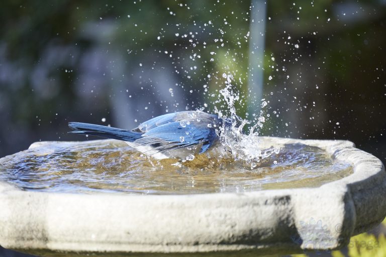 Old School Week: California Scrub Jay