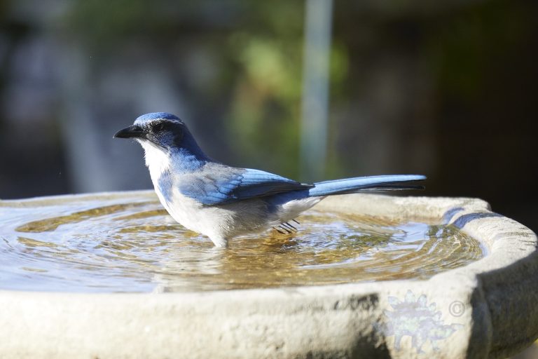 California Scrub Jay