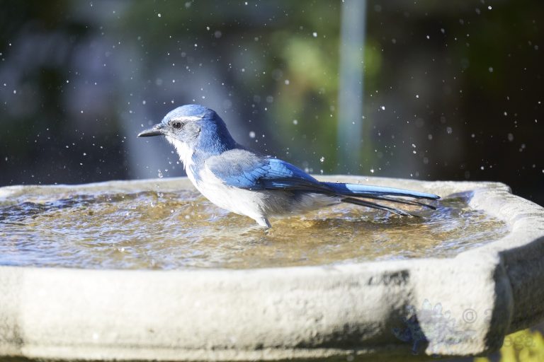 Old School Week: California Scrub Jay
