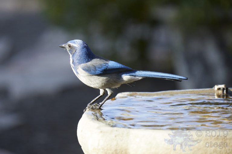 California Scrub Jay