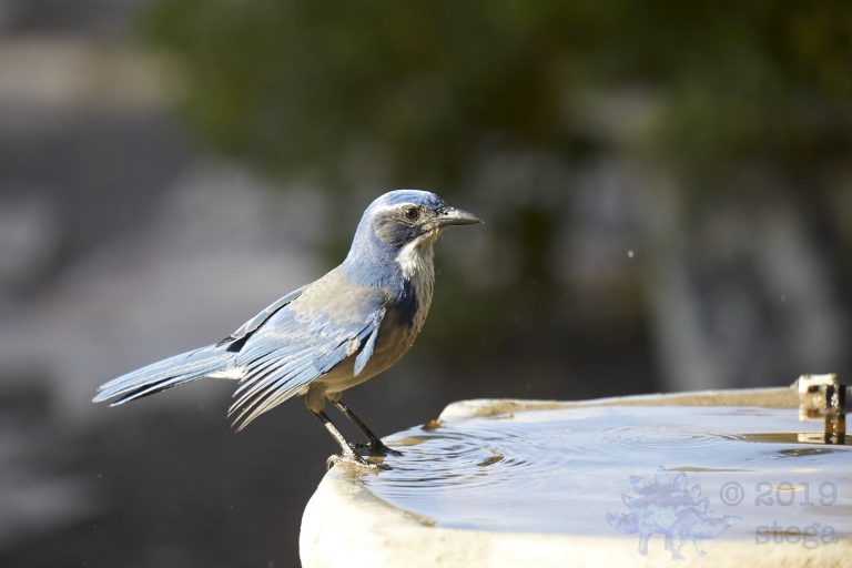 California Scrub Jay