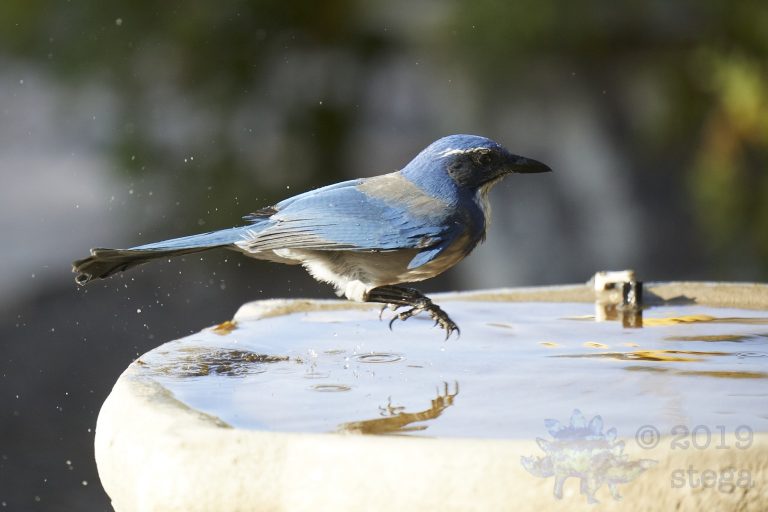 California Scrub Jay