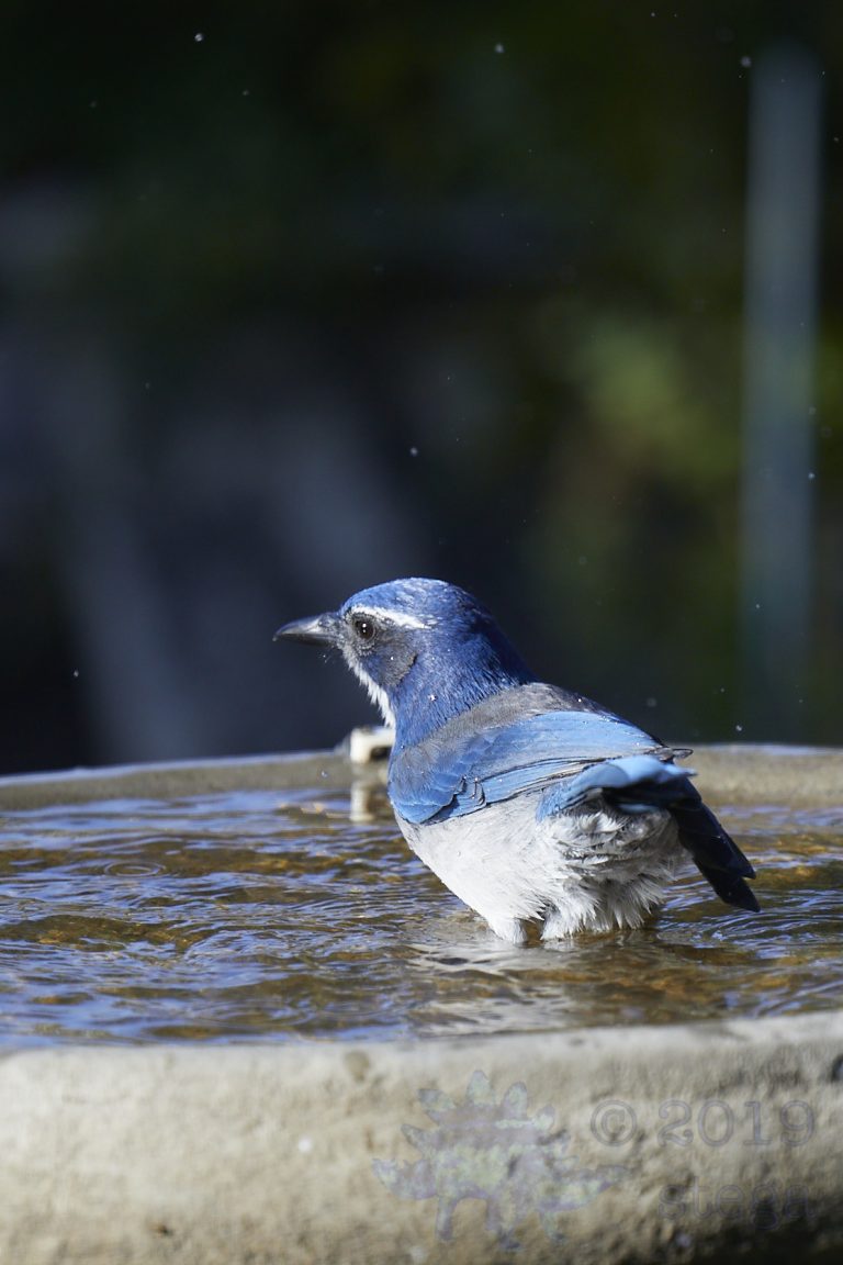 California Scrub Jay