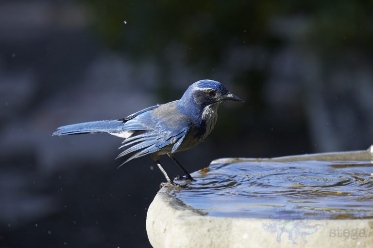 California Scrub Jay