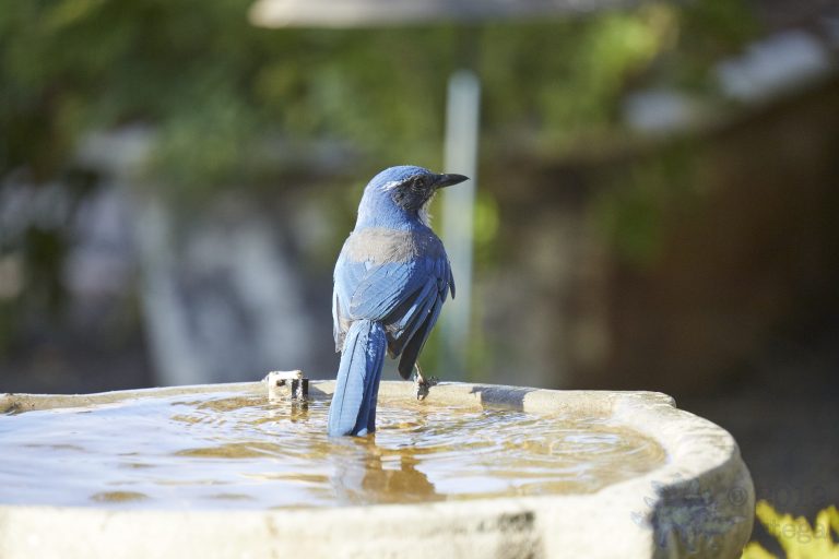 California Scrub Jay (3 Images)