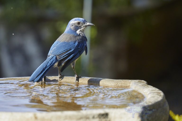 California Scrub Jay