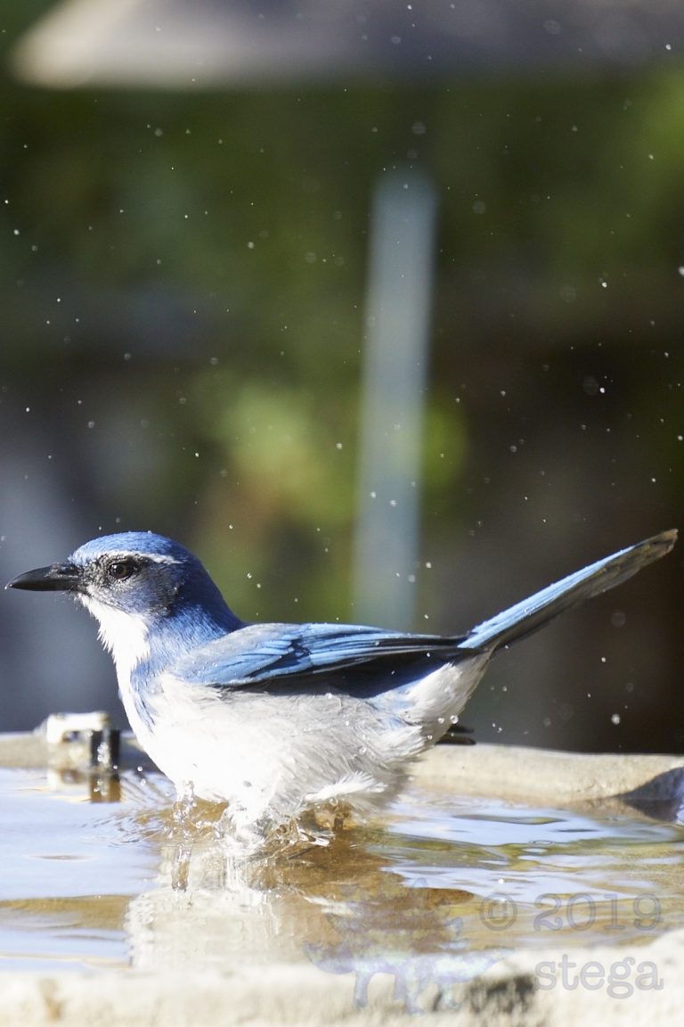 California Scrub Jay