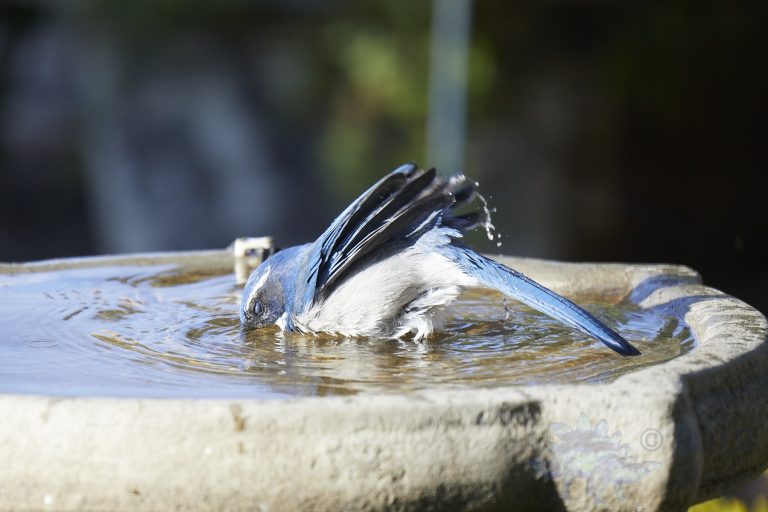 California Scrub Jay