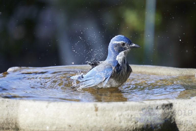 California Scrub Jay